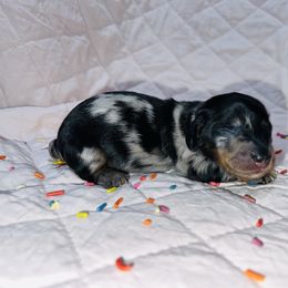 Dachshund puppies from Dumbledore's AKC Mini Dachshunds