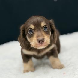 Hershey - Chocolate and cream male Dachshund puppy in Nashville, Arkansas from Cuddles n Curls