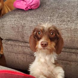 Skoutt - Dachshund