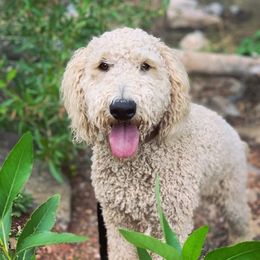 Nala - Goldendoodle