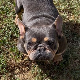 Pixar (this photo is her smiling) - French Bulldog