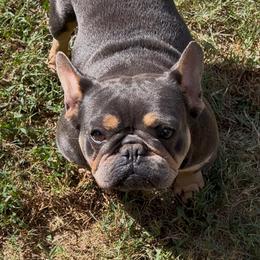 Pixar (this photo is her smiling) - French Bulldog