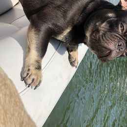 Reese - French Bulldog