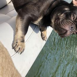 Reese - French Bulldog