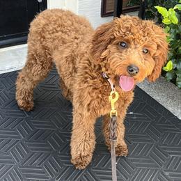 Goldendoodle Puppies from Golden Maxim Kennels