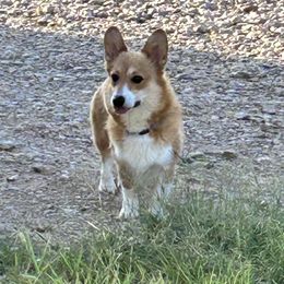 Bailee - Pembroke Welsh Corgi