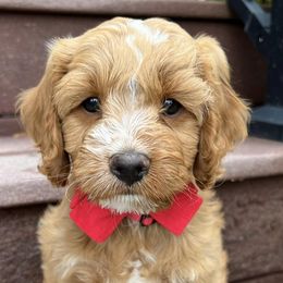 Cavapoos from Rocky Mountain Cavapoos