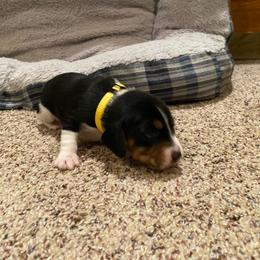 Girl 5 Yellow - Brown and white female Beagle puppy in Crestview, Florida from Alicia's Beagles