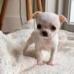 Chihuahua Puppies from Jenny Rose Chihuahuas