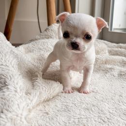 Chihuahua Puppies from Jenny Rose Chihuahuas