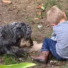 Aussiedoodles and Double Doodles from Delmarva Regal Doodles