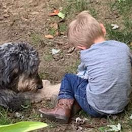 Aussiedoodles and Double Doodles from Delmarva Regal Doodles