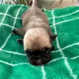 Pug Puppies from Masters Pugs