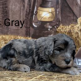 Miss Gray - Merle female Goldendoodle puppy in Lebanon, Pennsylvania from Robertson's Retrievers and Doodles