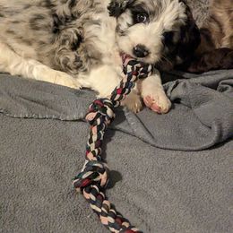 Aussiedoodle, Australian Shepherd, Bernedoodle, Cockapoo, and Poodle Puppies from Sis' Doodles & Poodles