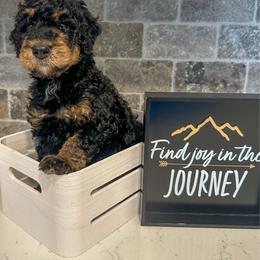 Rocky - Phantom male Bernedoodle puppy in Lake Charles, Louisiana from Journey Doodles