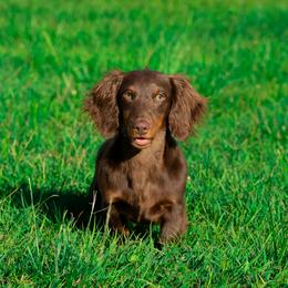 Louie - Dachshund