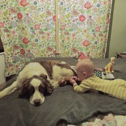 Australian Shepherd and English Springer Spaniel All Grown Up from Bluegrass Bend Aussies & Springer Spaniels