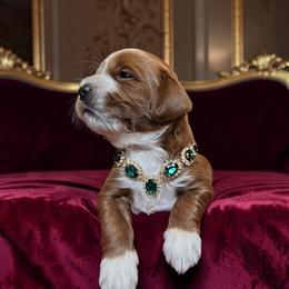 Vivianne - Red  female Goldendoodle puppy in Pine Grove, California from Lundee Doodles