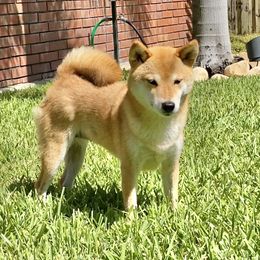 Ruby - Shiba Inu
