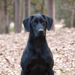 Turtle  - Labrador Retriever