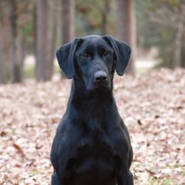 Turtle  - Labrador Retriever