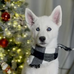 Siberian Husky Puppies from Snowy Siberians