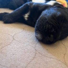 Hercules - Black Portuguese Water Dog puppy in Brentwood, New Hampshire from Charly's Angels Portuguese Water Dogs