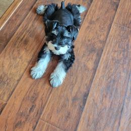 Miniature Schnauzer Puppies from JC miniature schnauzers