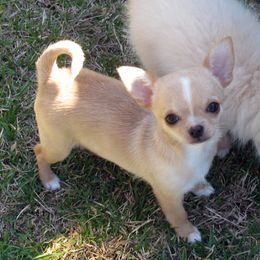 Chihuahua Puppies from Conlin's Chihuahuas