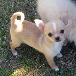 Chihuahua Puppies from Conlin's Chihuahuas