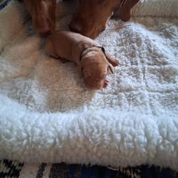 Black - Golden rust male Vizsla puppy in Maineville, Ohio from Izabella Vizslas