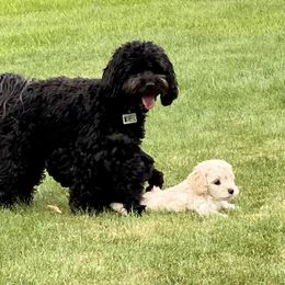 Australian Labradoodle Puppies from Tiny Treasures Australian Labradoodles