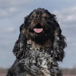 Australian Cattle Dogs and Cocker Spaniels from Back Road Dog Company, LLC