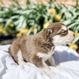 Siberian Husky Puppies from Wooly Woof Siberians
