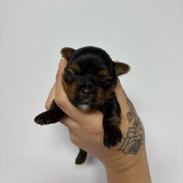 Buddy - Black and tan male Yorkshire Terrier puppy in Cornelia, Georgia from Kruz Kennels