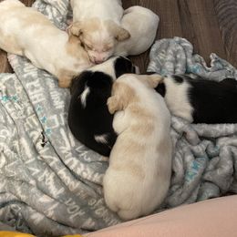 Beagle Puppies from Hales Little Beagle Haven