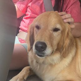 Liberty - Golden Retriever