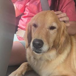 Liberty - Golden Retriever