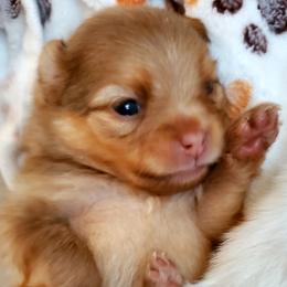 Penelope - Chocolate sable female Pomeranian puppy in Forsyth, Illinois from Amazing Grace Pomeranians
