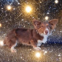 Hooch - Cardigan Welsh Corgi