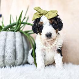 Scarlett - Black and white female Bernedoodle puppy in Gaylord, Michigan from Dog Mom Co. Doodles