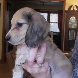 Dachshund Puppies from Pure Joy Dachshunds