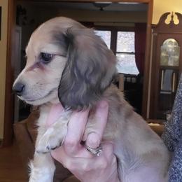 Dachshund Puppies from Pure Joy Dachshunds