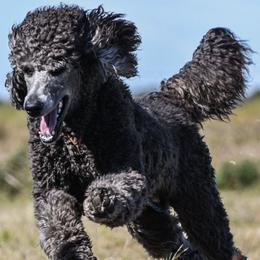 Poodles from Sabrina Beck