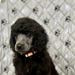 Orange Boy - Silver male Poodle puppy in East Wenatchee, Washington from Stylish Standards