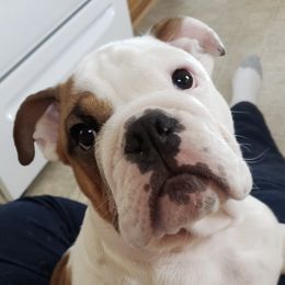 Bulldogs from Big D's