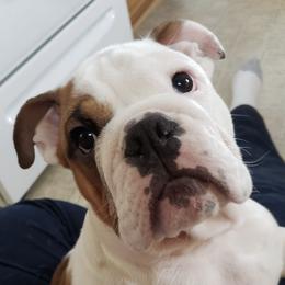 Bulldogs from Big D's