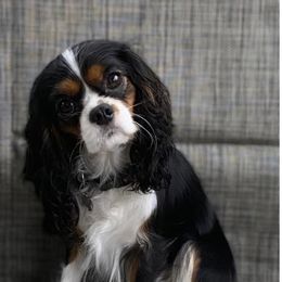Brinley - Cavalier King Charles Spaniel