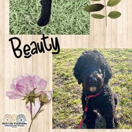 Beauty - Goldendoodle
